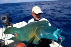 Hammerhead Sharapoa 220 SUS