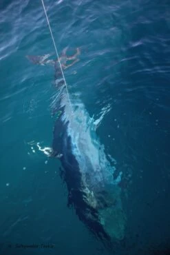 Saltywater Tackle Race Point 350 (Sami’s Edition) -Salty Water Tackle BV6A6935 DeNoiseAI clear scaled 1