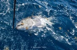 BKK Lone Diablo Inline Hook 8091-5X-HG -Salty Water Tackle DSC5986 scaled 1