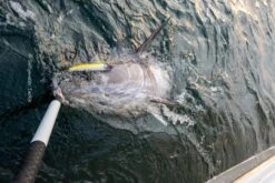 Wild Gambler Ganesha 240F