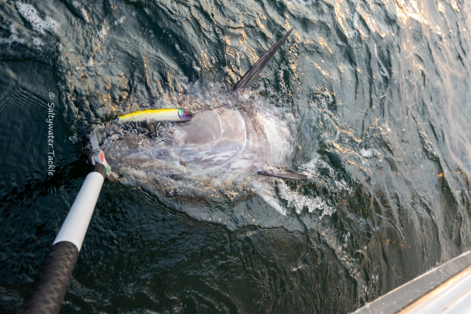 Wild Gambler Ganesha 240F 1 Wild Gambler Ganesha 240F