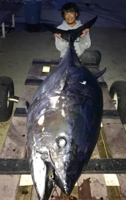 Shimano Wild Response 240F Aluminum Special