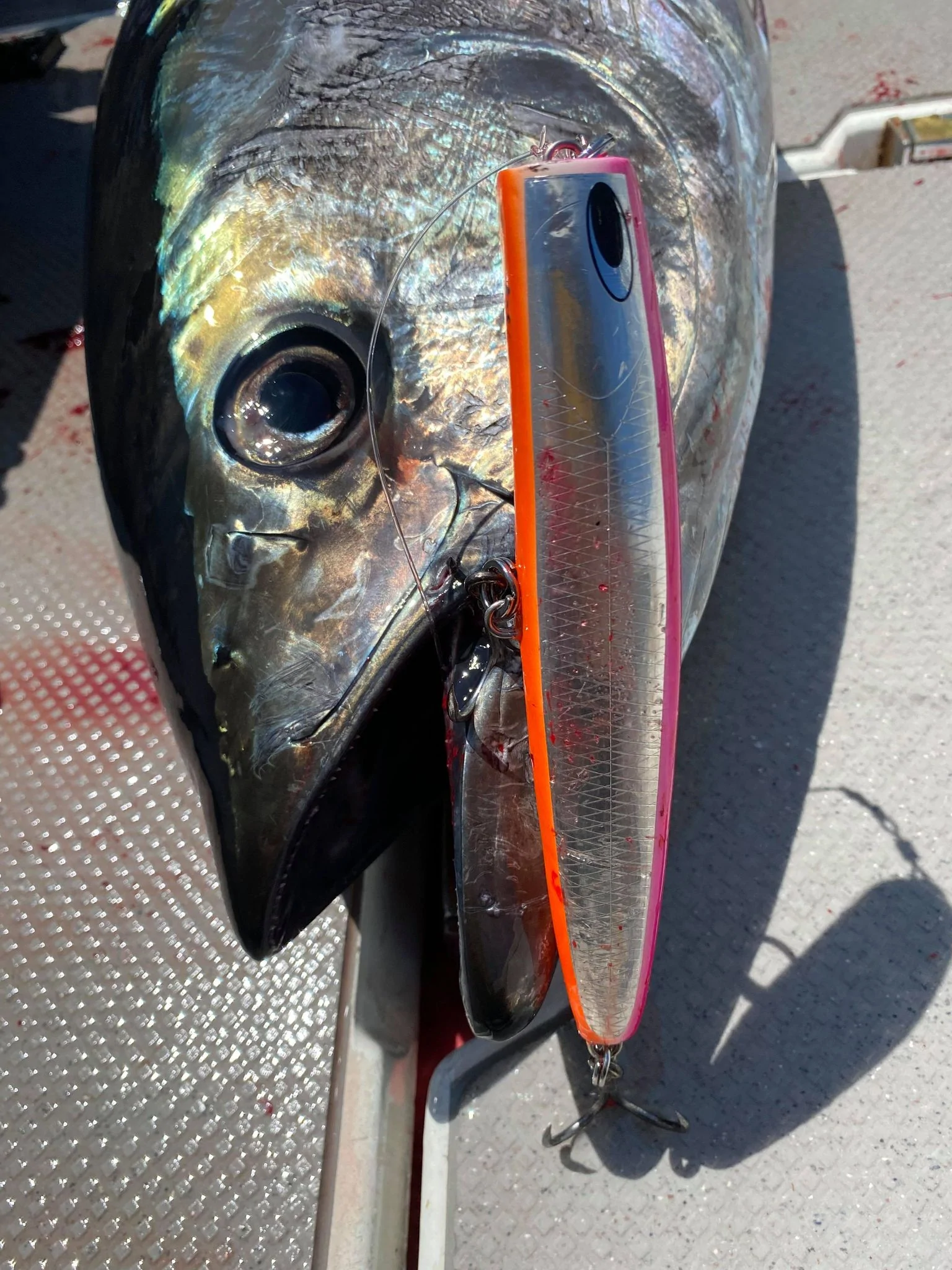 Nature Boys Pelican 180F 8 Nature Boys Pelican 180F - Image 8