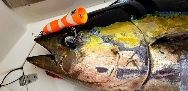 Borboleta Ballyhoo GT Poppers 8 Borboleta Ballyhoo GT Poppers - Image 8