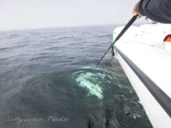 Saltywater Tackle Monster Ledge 200 St. (Soft Tip) Popping Rod -Salty Water Tackle p 1 1 4 3 2 11432 Saltywater Tackle Monster Ledge 200 St. Soft tip Popping Rod