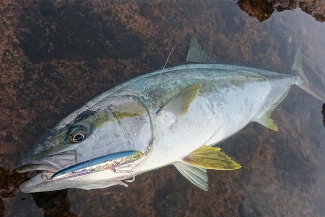 Maria Lure Rerise 130S 2 Maria Lure Rerise 130S - Image 2