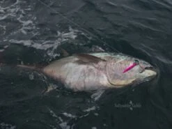 CB One C1 Jig 8 CB One C1 Jig -Salty Water Tackle p 1 1 7 3 0 11730 CB One C1 Jig