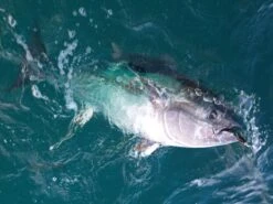 CB One Rookie 140 ND Saltywater Tackle Special -Salty Water Tackle p 1 1 7 3 2 11732 CB One Rookie 140 ND Saltywater Tackle Special