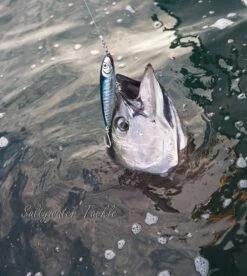 Rave Lure 220 By Saltywater Tackle -Salty Water Tackle p 1 1 9 4 1 11941 Rave Lure 220 by Saltywater Tackle 1