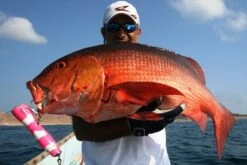 Craft Bait GT3 Abalone Big Mouth 150g 18 Craft Bait GT3 Abalone Big Mouth 150g -Salty Water Tackle p 1 3 0 1 6 13016 Craft Bait GT3 Big Mouth 150g