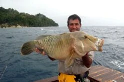 Shimano Ocea Pencil PB-1500/1501