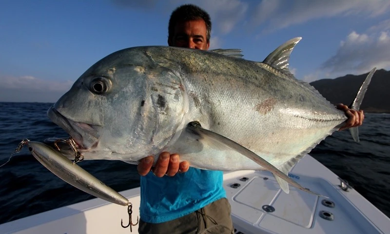 Saltywater Tackle El Maestro Series Blank 11 Saltywater Tackle El Maestro Series Blank - Image 11