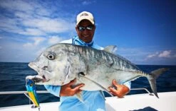 Hammerhead Cherry Asymmetry 200