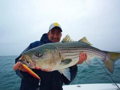 Tackle House Contact Bezel 2013 Model 31 Tackle House Contact Bezel 2013 Model -Salty Water Tackle p 7 8 8 4 7884 Striped Bass