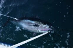 Hot’s Keiko Ocean Floating Pencil 260 -Salty Water Tackle p 9 2 2 0 9220 Hots Keiko Ocean