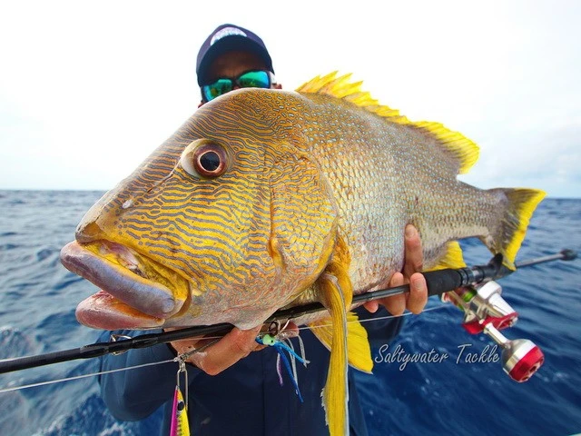 Saltywater Tackle Tortugas Light Jigging Rods 10 Saltywater Tackle Tortugas Light Jigging Rods - Image 10