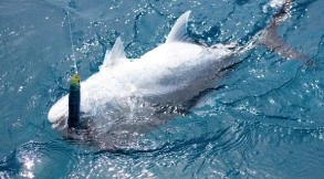 Daiwa Saltiga Dorado Pencil RS 16F Hiramasa Tune 2 Daiwa Saltiga Dorado Pencil RS 16F Hiramasa Tune - Image 2